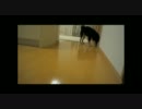 柴犬　ｖｓ　ラジコン