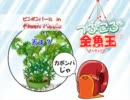 つぶころ金魚玉おつまみ動画 No.025「天才？」