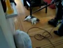 掃除機大好き猫が全身吸われて気持ちよすぎてゴロニャン