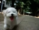 猛ダッシュするビションフリーゼの仔犬┗（^o^ ）┓三