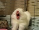 マークさん！ナイスあくびで〜す♬ Yawn of rabbit