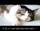うたたねこ／初音ミク