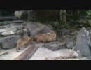 カピバラとか