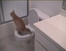 トイレを使った後水を流すお利口な猫