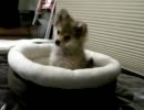 狼の鳴き声を聞いて驚くポメラニアン