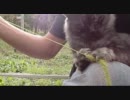 最近のめめ