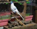 止まり木大好きセキセイインコさん