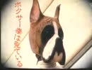 ボクサー拳は見ている　総集編