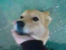 【ハイブリッド犬】うめ