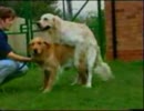 元気な犬