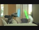 cat's　Battle