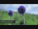 EOS 5D Mark II　MACRO　ヒゴタイ公園（熊本）
