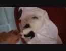 子犬の高速尻尾振り