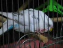 カゴに頭を擦り付けるセキセイインコさん