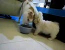 ぬこ噛み噛み