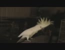 音楽に合わせて踊るオウム(フルversion)