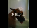 癒しの犬　