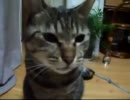 ただ猫をうつしてみた！
