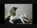 動物たちのハプニング集 その７