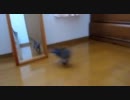 ぶつかる子猫