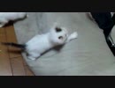 荒ぶる子猫