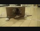 箱大好き猫マルの最新作