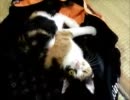 汗の臭いが好きな猫