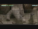 【動物動画】ミーアキャット