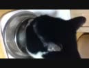 エレガント（？）に水を飲むねこ