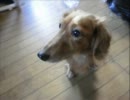 愛犬と戯れてみた