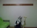 へんじがないただの鹿バネのようだ