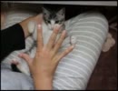 仔猫こちょこちょぱっ