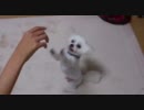 gure-kun 2.mp4