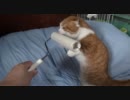 コロコロをうちのきなこ♂に見せたら