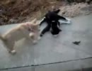 犬　VS　床オナ猫