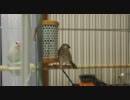 文鳥を撮ろうと思ったらカメラになつきすぎた『その７』