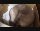 いびきをかいて寝ているネコさん