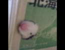 ハムスター　脱出.wmv