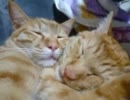 うち猫が可愛すぎてつらいp4