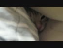 眠いねこ。