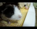 ３モルと面会中のｸﾏｰ