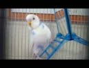 【*セキセイインコ　そらちゃん*】 no.14～おしゃべり～