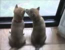 双子の柴犬子犬　後ろ姿