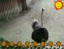 ダチョウって低音で鳴くんですね。。