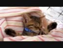 おやすみ中の子猫（耳ガシガシ）