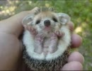 ハリネズミが可愛い