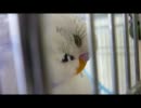 【*セキセイインコ　そらちゃん*】 no.18～Zzz....～