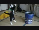 立ち上がれ！ガンダ・・・猫