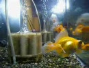 うちの金魚9
