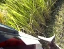 稲穂が刈られていくのをただ眺める動画（初投稿テスト）